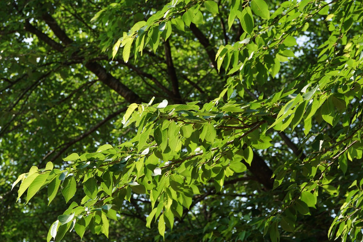 Cherry tree leaf and branch