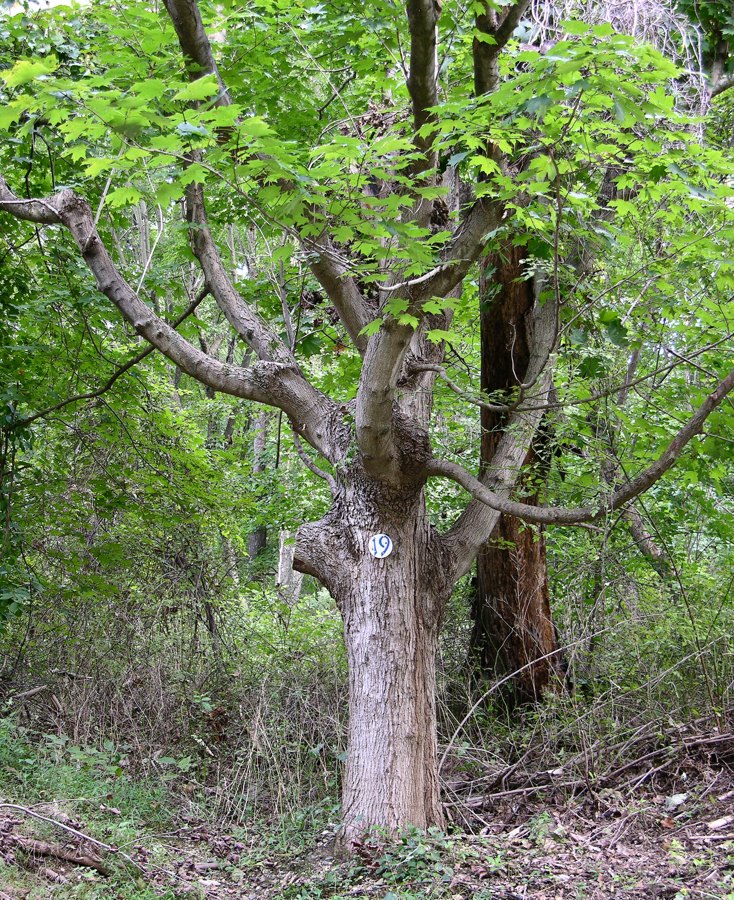 Sugar maple tree