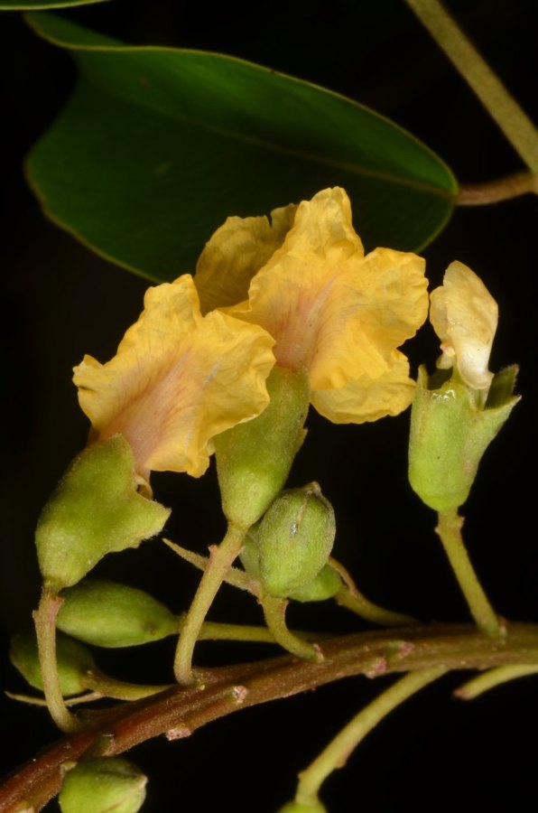 Padauk species reference photo