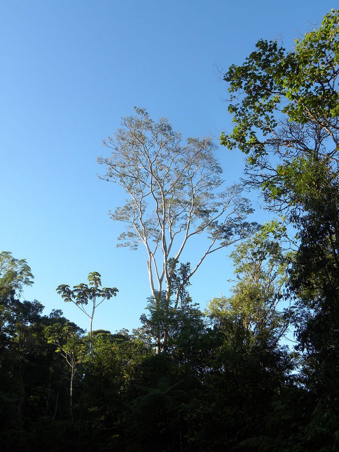 Purpleheart tree