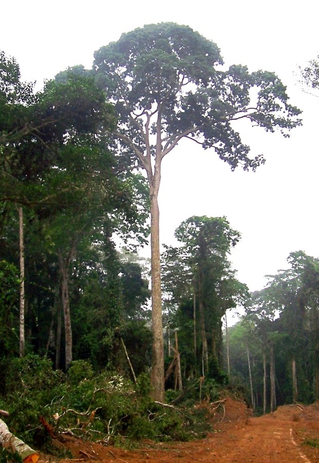 Sapele tree