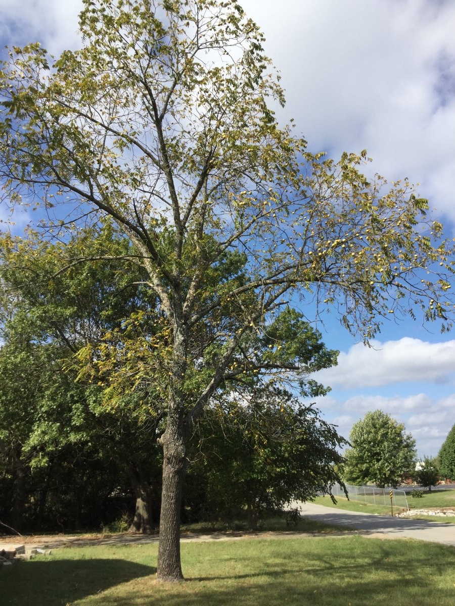 Black walnut tree