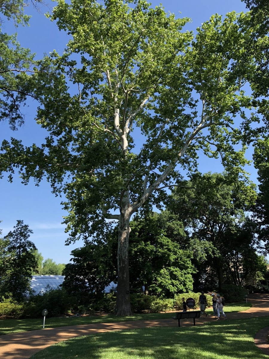White oak tree